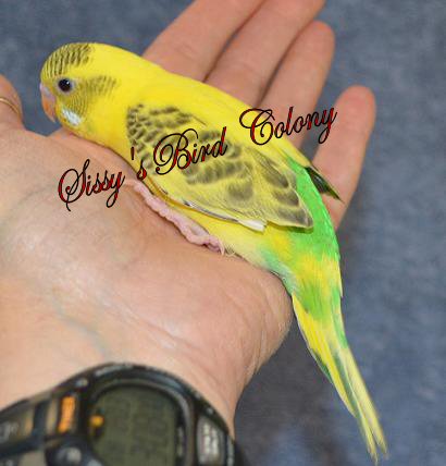 chatterbox parrots for sale chatterbox parrots for sale